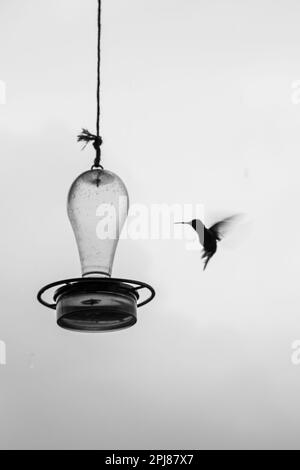 Volo Hummingbird cercando di ottenere un po 'd'acqua in Colombia Foto Stock