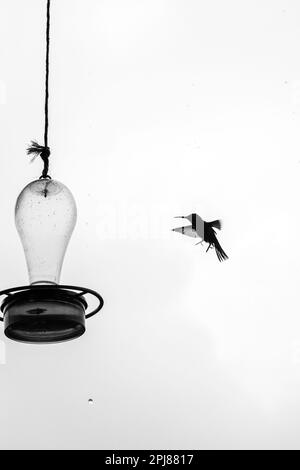 Volo Hummingbird cercando di ottenere un po 'd'acqua in Colombia Foto Stock