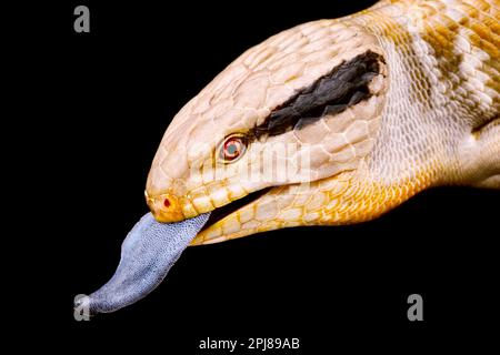 Skink Centralian con tonalità blu (Tiliqua multifasciata) Foto Stock