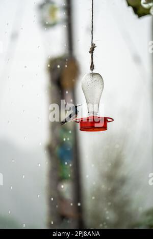 Volo Hummingbird cercando di ottenere un po 'd'acqua in Colombia Foto Stock