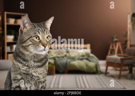 Bel gatto Tabby in camera da letto, spazio per il testo. Hotel in cui sono ammessi gli animali domestici Foto Stock