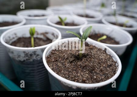 Primo piano di una piccola pianta di cetriolo giovane in una tazza bianca con terreno e molte altre piante di cetriolo sullo sfondo Foto Stock