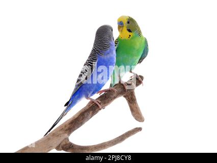 Due bei pappagalli arroccati sul ramo su sfondo bianco. Animali domestici esotici Foto Stock