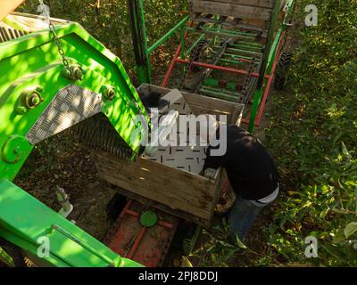 L'uomo più anziano che mette la carta protettiva su una macchina d'oro di raccolta e smistamento delle mele nel campo nel mezzo della raccolta. Agricoltura industriale Foto Stock