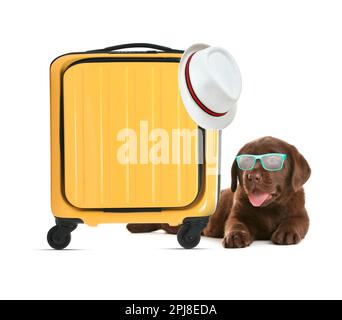 Cucciolo carino, valigia e cappello su sfondo bianco. In viaggio con animali domestici Foto Stock