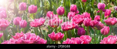 Vista dall'alto di tulipani rosa in un campo di colture floreali. Immagine intestazione banner. Foto Stock