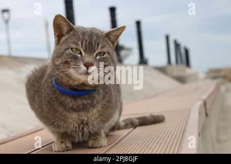 Divertente gattino grigio lungo grande con bei grandi occhi verdi sdraiati su un tavolo bianco. Adorabile gatto lanuginoso leccare le labbra. Spazio libero per il testo. . Foto Stock