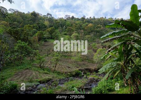 Piccoli campi agricoli nella giungla, sulla riva di un torrente sulle pendici del monte Kilimanjaro, Tanzania. Foto Stock