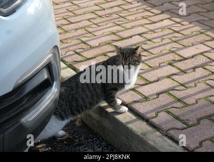 Un gatto vicino alla macchina bianca Foto Stock