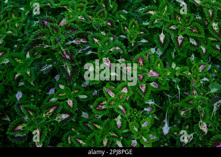 Vista ravvicinata delle foglie di Coleus sullo sfondo Foto Stock