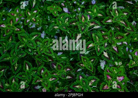 Vista ravvicinata delle foglie di Coleus sullo sfondo Foto Stock