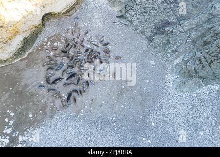 Colonia di foche giacenti su sabbia rocciosa in Flamborough Head. Bellissima zona faunistica. Animali marini in un gruppo. Foto di alta qualità Foto Stock