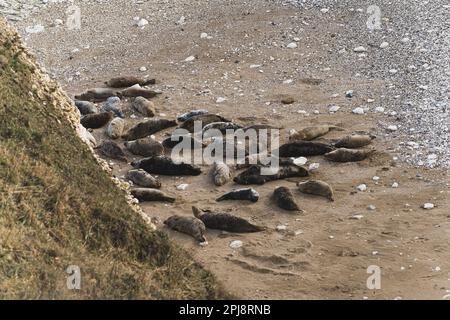 Gruppo di foche sulla sabbia, Flamborough Head, Inghilterra, Regno Unito. Foto di alta qualità Foto Stock