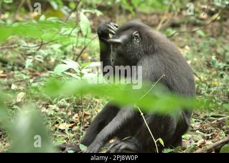 Macaco soldato (Macaca nigra) nella Riserva Naturale di Tangkoko, Sulawesi settentrionale, Indonesia. Il cambiamento climatico e le malattie stanno emergendo minacce ai primati, E circa un quarto delle catene montuose dei primati hanno temperature superiori a quelle storiche, secondo un team di scienziati guidati da Miriam Plaza Pinto (Departamento de Ecologia, Centro de Biociências, Universidade Federal do Rio Grande do Norte, Natal, RN, Brasile) nel loro rapporto scientifico pubblicato su Nature nel gennaio 2023. Foto Stock