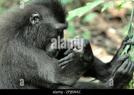 Vista laterale di un macaco solawesi dalle crestate nere (Macaca nigra) nella Riserva Naturale di Tangkoko, Nord Sulawesi, Indonesia. Il cambiamento climatico e le malattie stanno emergendo minacce ai primati, E circa un quarto delle catene montuose dei primati hanno temperature superiori a quelle storiche, secondo un team di scienziati guidati da Miriam Plaza Pinto (Departamento de Ecologia, Centro de Biociências, Universidade Federal do Rio Grande do Norte, Natal, RN, Brasile) nel loro rapporto scientifico pubblicato su Nature nel gennaio 2023. Foto Stock