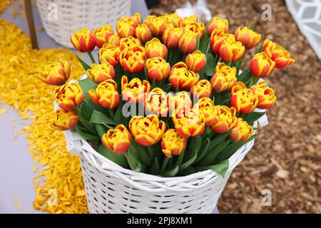 Bellissimi fiori di tulipano in cesto di vimini bianco a terra. Stagione primaverile Foto Stock