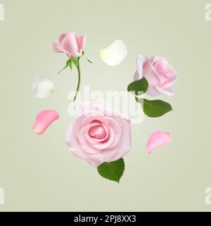 Belle rose teneri che volano su sfondo chiaro Foto Stock