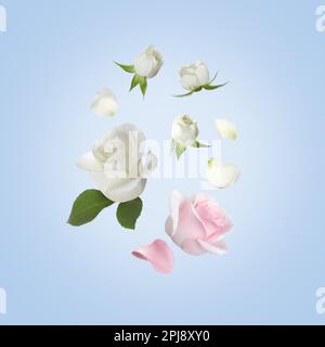 Belle rose teneri che volano su sfondo azzurro Foto Stock