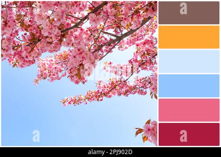 Tavolozza di colori e bellissimo albero sakura fiorito contro il cielo blu. Collage Foto Stock