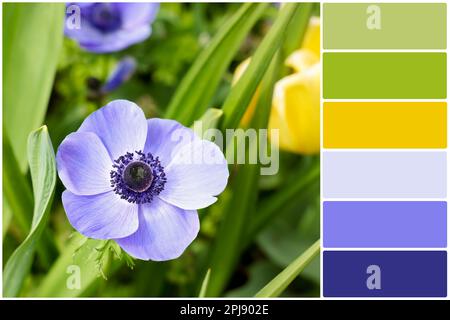 Tavolozza di colori e bellissimo fiore di anemone blu che cresce all'aperto. Collage Foto Stock