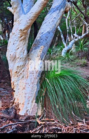 Ghost Gum Tree (Corymbia aparrerinja) Queensland Australia Foto Stock