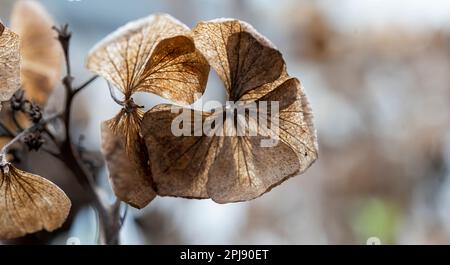 Ortensia fiore secco isolato sfondo sfocato Foto Stock