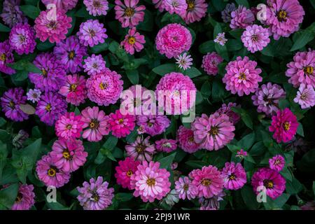 Coloratissimi fiori di zinnia fioriscono sullo sfondo del giardino. Foto Stock