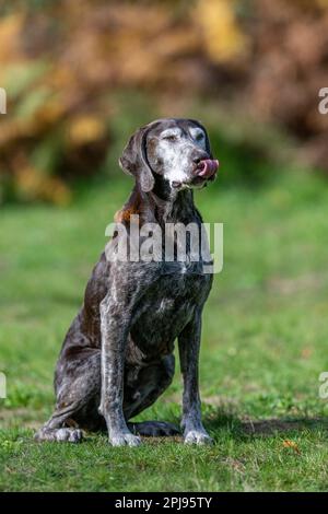 Ritratto di un cane puntatore Shorthaired tedesco Foto Stock