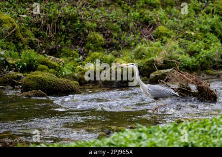 Grey Heron (Ardea cinerea) passeggiate / passi a monte attraverso un fiume - Yorkshire, Regno Unito (aprile 2022) Foto Stock