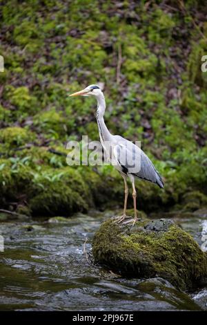 Grey Heron (Ardea cinerea) sorge su una roccia mossy in un fiume - Yorkshire, Regno Unito (aprile 2022) Foto Stock