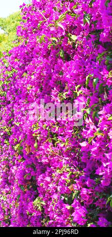 Muro con vite bougainvillea in Diagonal Mar, Barcellona, Catalunya, Spagna, Europa Foto Stock