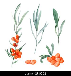 Set di illustrazioni acquerello con spina di mare, bacche e foglie su sfondo bianco. Piante medicinali. illustrazione botanica Foto Stock