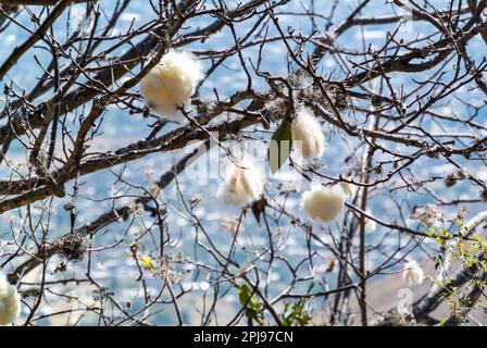 Monte Alban, Oaxaca de Juárez, Messico, albero di cotone messicano con il cotone sui suoi rami Foto Stock