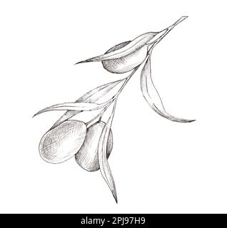 Ramo d'oliva d'epoca isolato su bianco. Rami disegnati a mano con foglie e frutti neri in stile incisione. Foto Stock