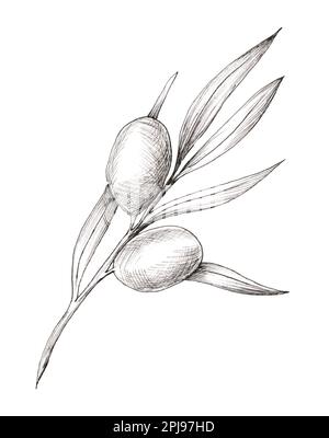 Ramo d'oliva d'epoca isolato su bianco. Rami disegnati a mano con foglie e frutti neri in stile incisione. Foto Stock