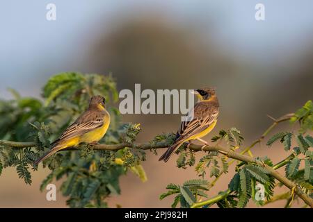 Coppia di conchigli a testa nera (Emberiza melanocephala) osservati vicino a Nalsarovar nel Gujarat, India Foto Stock