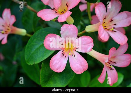 Infiorescenza di fiori rosa Vireya Rhododendron con gole gialle chiare Foto Stock