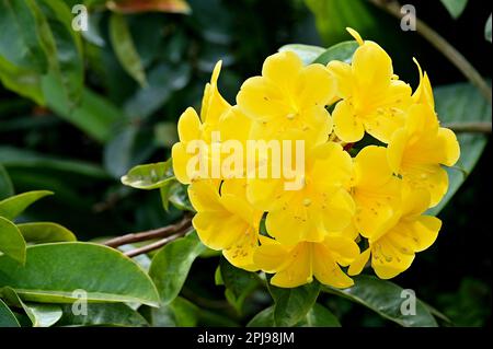 Primo piano di fiori gialli Vireya Rhododendron Foto Stock