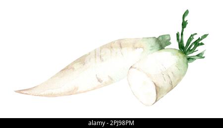 Radish daikon. Acquerello disegno a mano, isolato su sfondo bianco Foto Stock