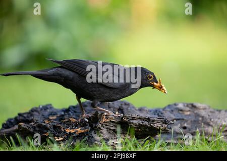 Adulto maschio Blackbird (Turdus merula) raccolta di lombrichi secchi sul terreno - Yorkshire, UK (maggio 2022) Foto Stock