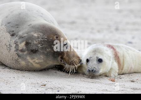 Foca grigia / foca grigia (grypus halichoerus) mucca / femmina che riposa con cucciolo neonato sulla spiaggia sabbiosa lungo la costa del Mare del Nord in inverno Foto Stock