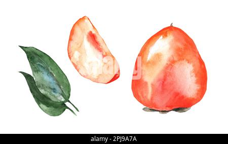 Pittura ad acquerello disegnata a mano su sfondo bianco. illustrazione di frutta di persimmon. Fetta di persimmon, foglie, taglio Foto Stock