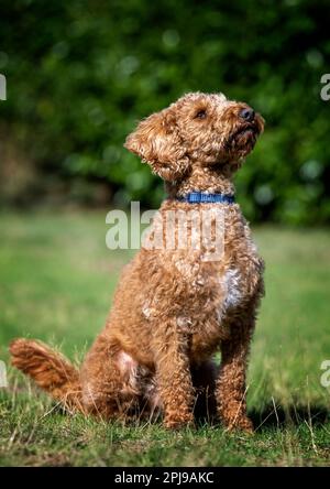 Labradoodle ritratto Foto Stock