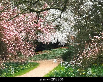 Fioritura di alberi di magnolia in una giornata piovosa Foto Stock