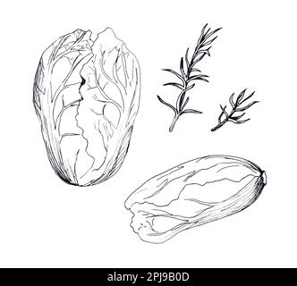 Una serie di disegni grafici. Erbe fresche per insalata. Cavolo e rosmarino di Pechino su sfondo bianco. Vegetarismo e cibo sano. Dieta. Foto Stock