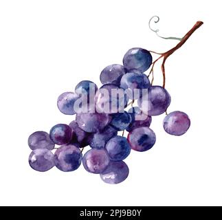 Immagine acquerello grappolo d'uva nera. Cumulo di uva porpora biologica maturo e realistico. Delizioso viola scuro dolce succosa frutta illustrazione. Uva nera berrie Foto Stock