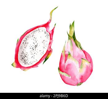 Illustrazione con frutto di drago, pitaya. Illustrazione disegnata a mano per copertina romantica estiva, carta da parati tropicale, texture vintage Foto Stock