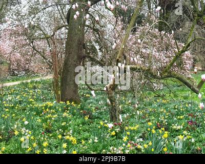 Fioritura di alberi di magnolia in una giornata piovosa Foto Stock