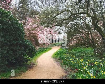 Fioritura di alberi di magnolia in una giornata piovosa Foto Stock