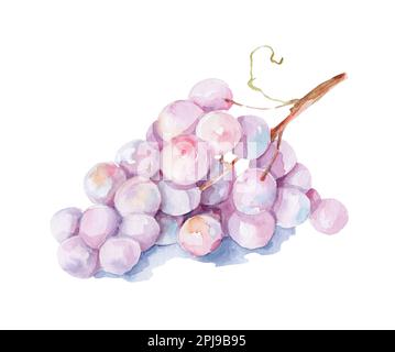 Immagine acquerello grappolo d'uva rosa. Cumulo di uva porpora biologica maturo e realistico. Deliziosa frutta rosa dolce succosa illustrazione. Foto Stock